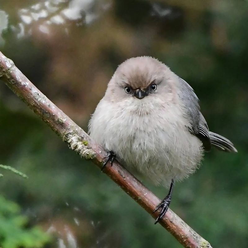 Bushtit