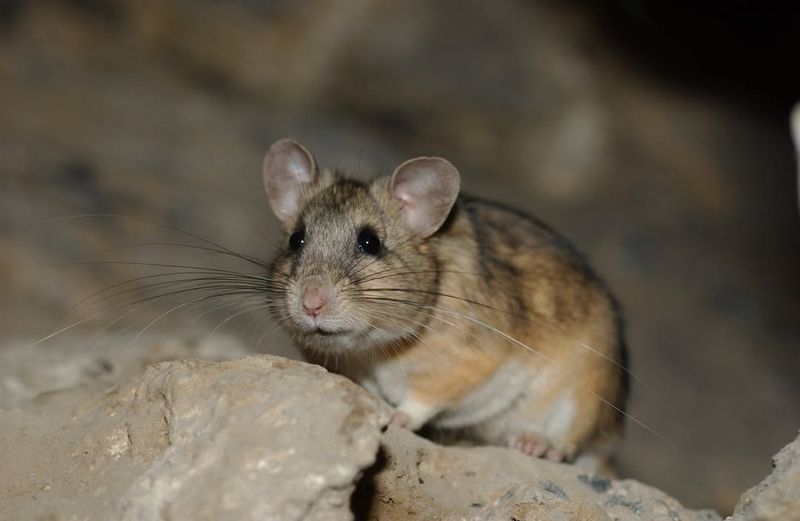 Bushy-tailed Woodrat