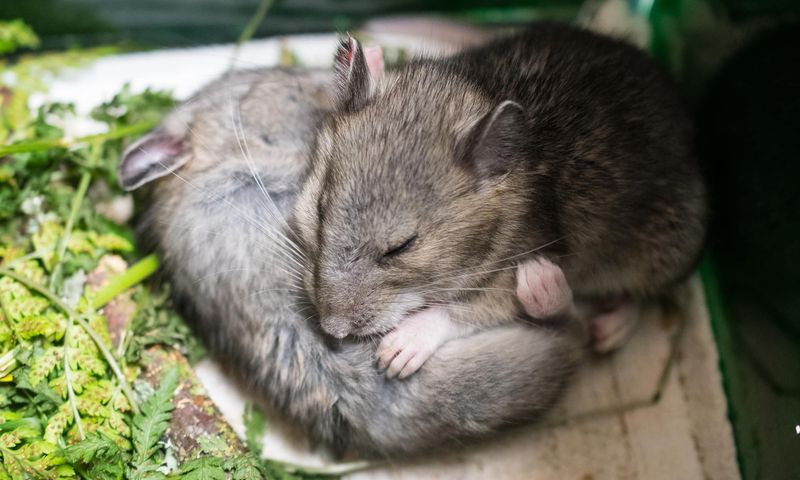 Bushy-tailed Woodrat