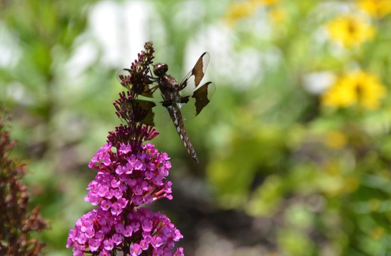 Butterfly Bush