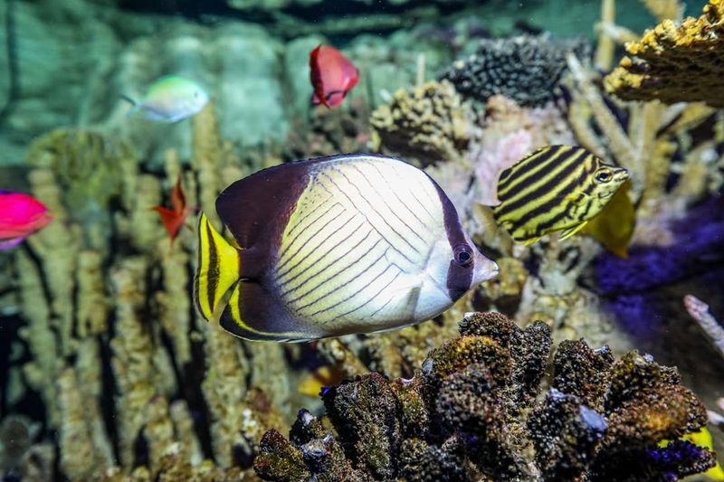 Butterflyfish