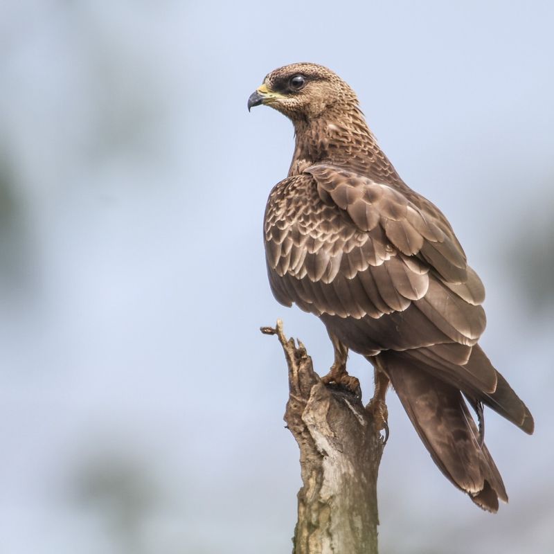 Buzzard