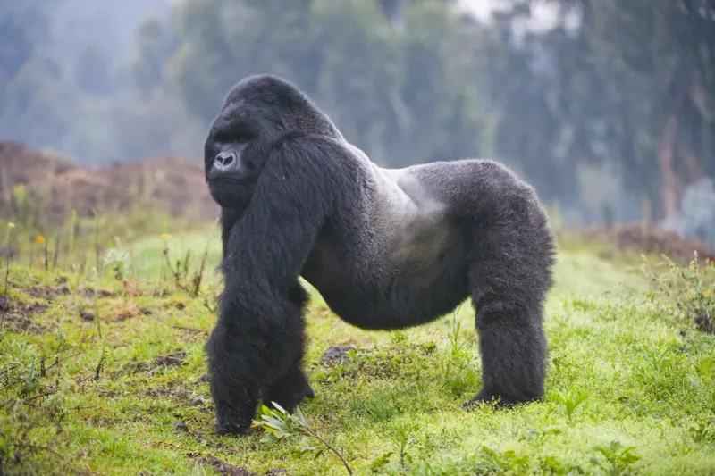 Bwindi Impenetrable Forest, Uganda