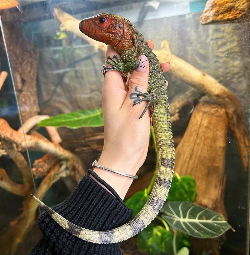 Caiman Lizard