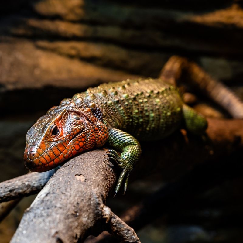 Caiman Lizard