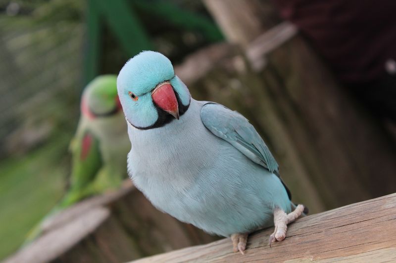 Indian Ringneck Parakeet