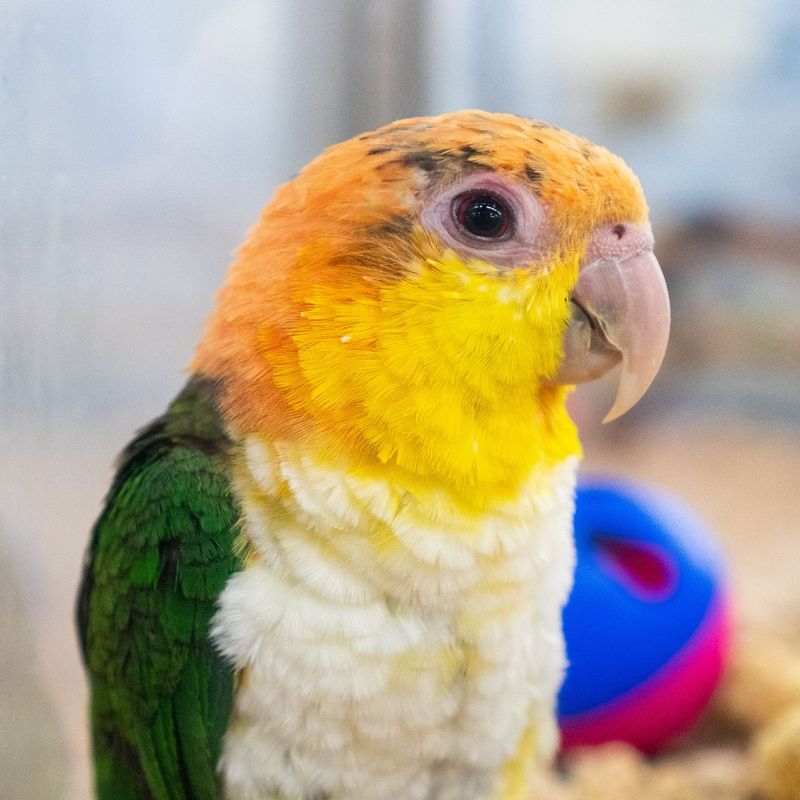 Caique