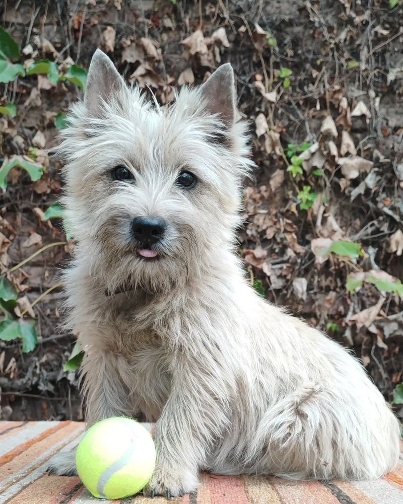 Cairn Terrier