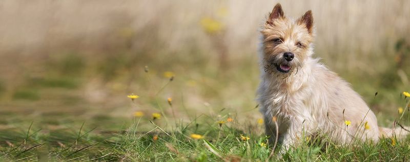 Cairn Terrier