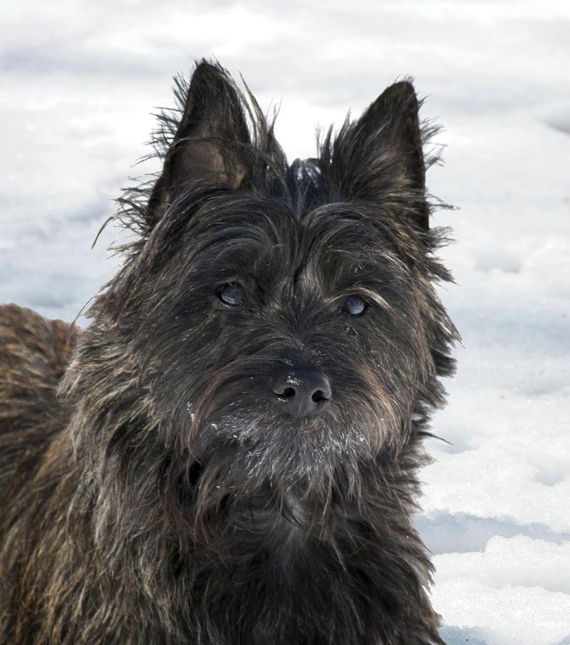 Cairn Terrier