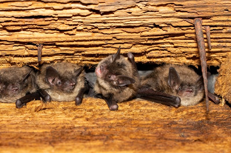 California's Urban Bats