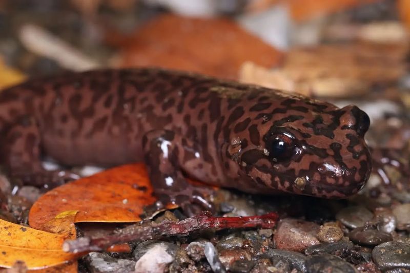 California's Coastal Giant: California Giant Salamander