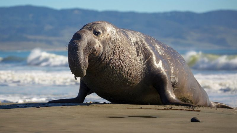 California's Elephant Seal