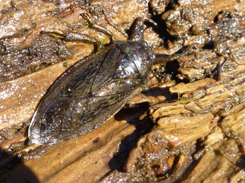 California's Giant Water Bug