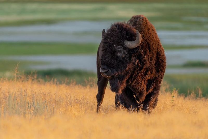 California Bison