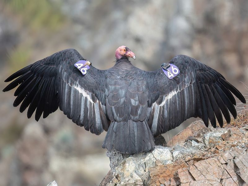 California - California Condor