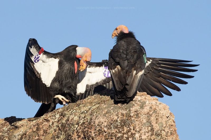 California Condor