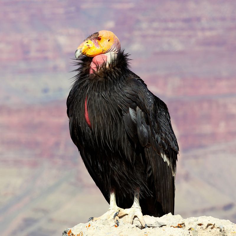 California Condor