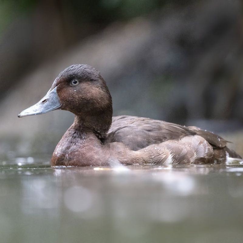 Madagascar Pochard - Lake Alaotra Wetlands, Madagascar