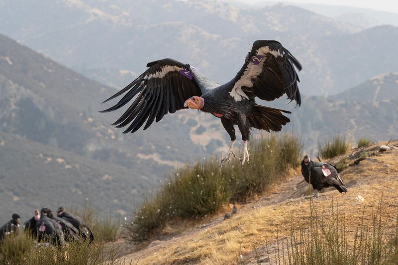 California Condor in Arizona