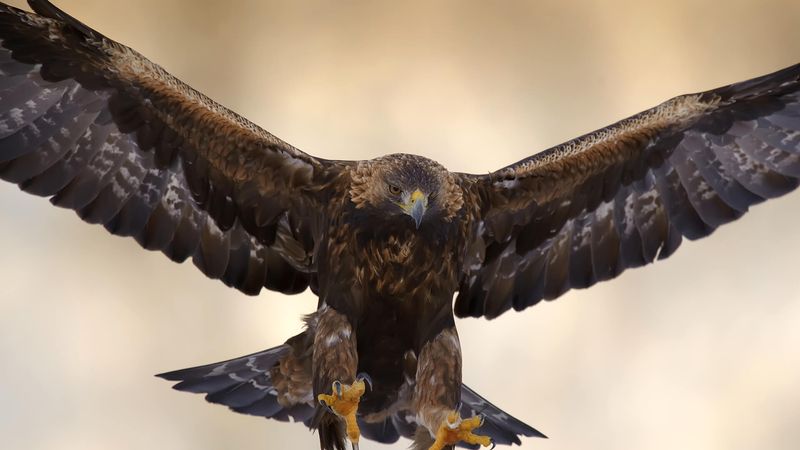 California - Golden Eagle