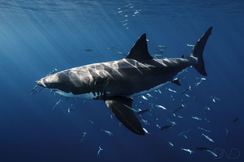 California - Great White Sharks