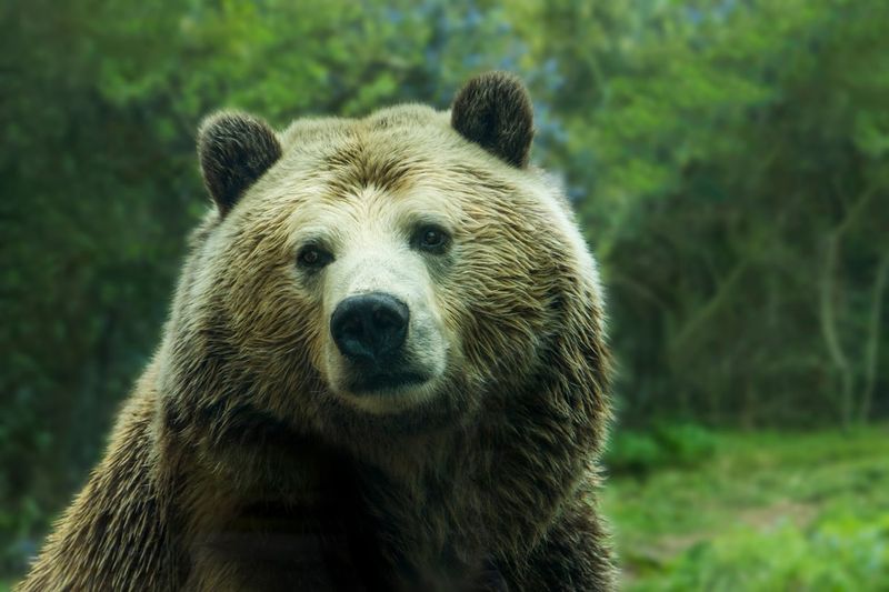 California Grizzly Bear (California)