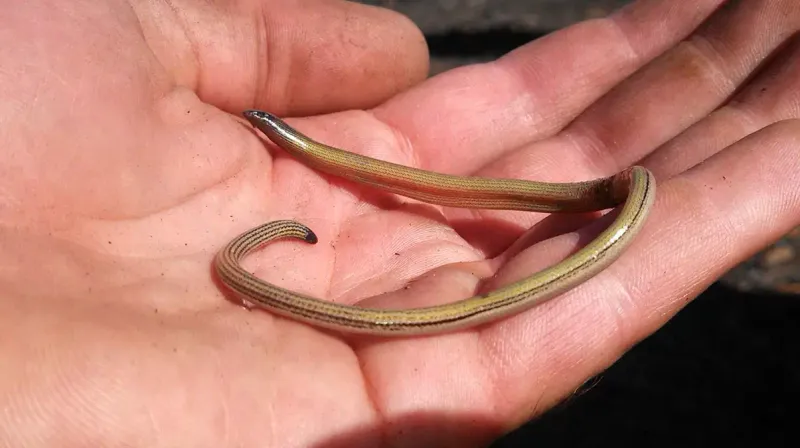 California Legless Lizard