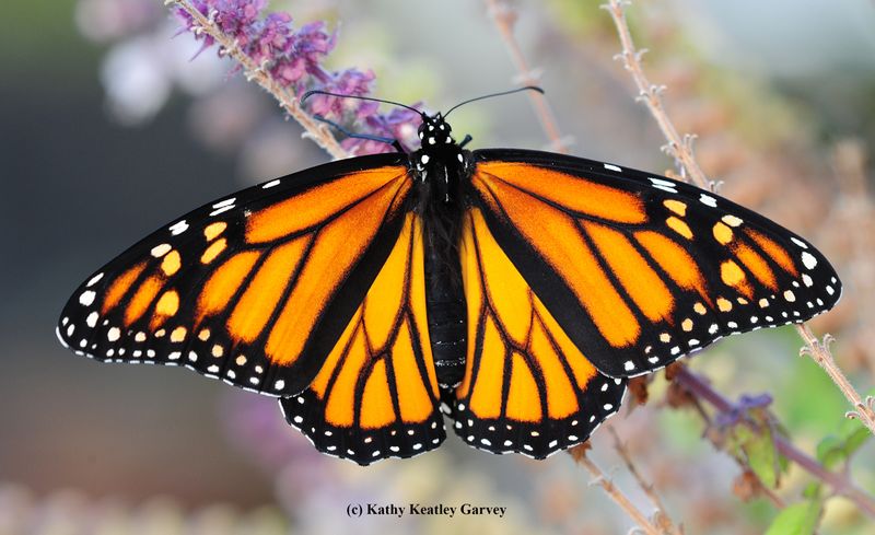 California: Monarch Butterfly