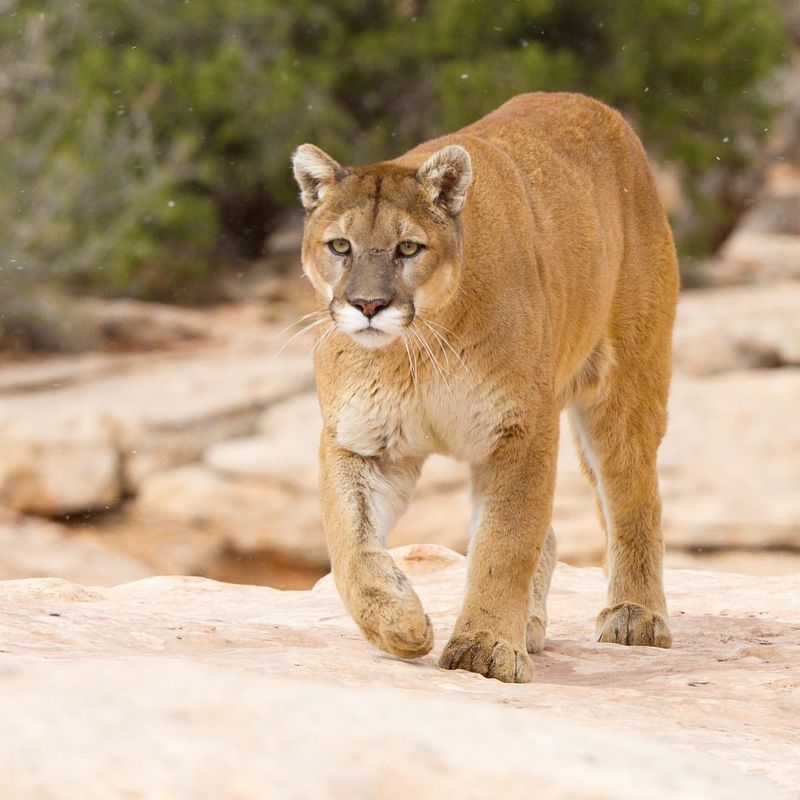 California - Mountain Lion