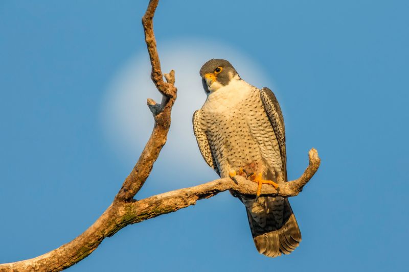 California - Peregrine Falcon