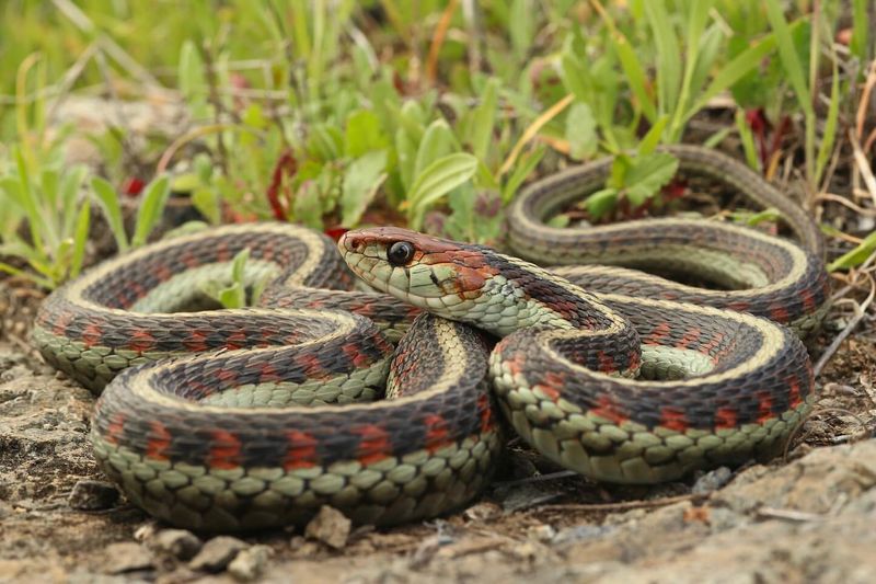 California Red-sided Garter Snake