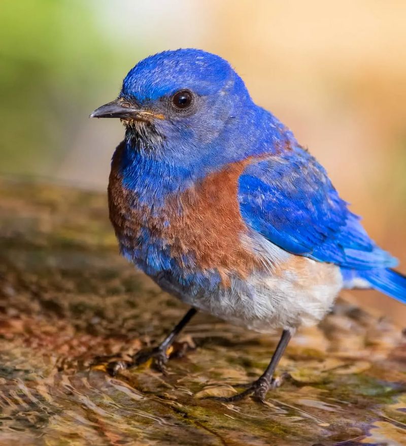 Western Bluebird