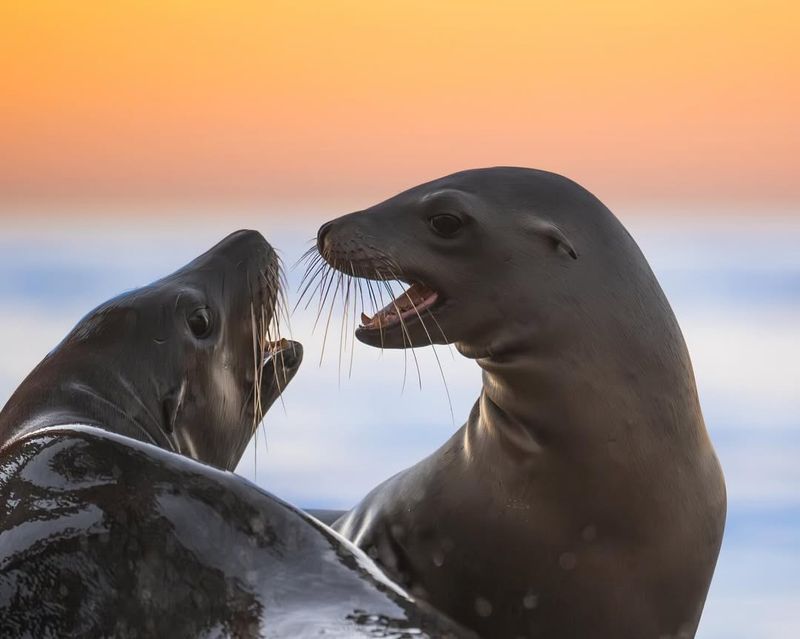 California Sea Lion