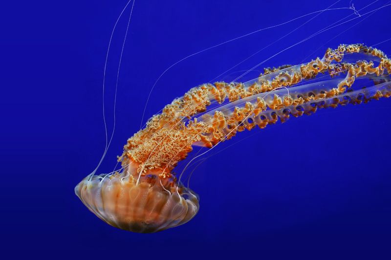 California - The Immense Black Sea Nettle