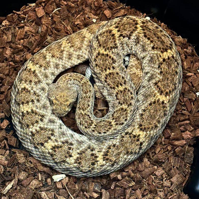 California - Western Diamondback Rattlesnake