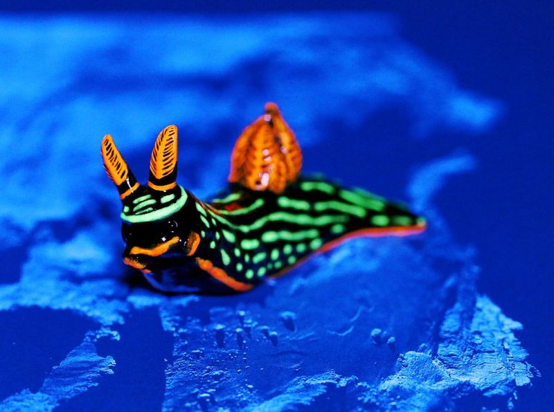 California's Neon Sea Slug