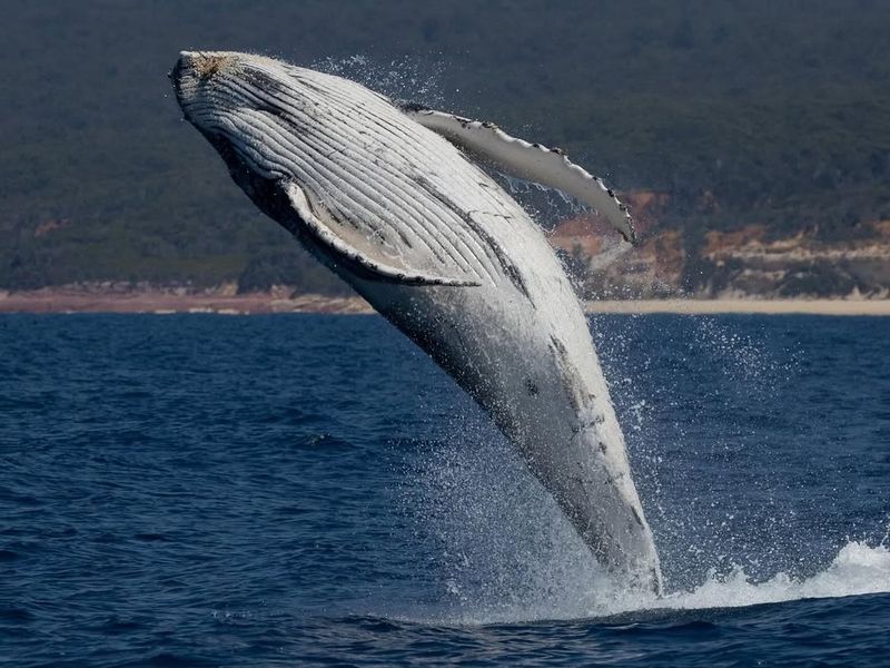 Californian Coastal Whale