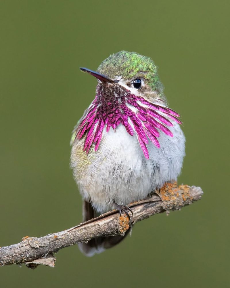 Calliope Hummingbird