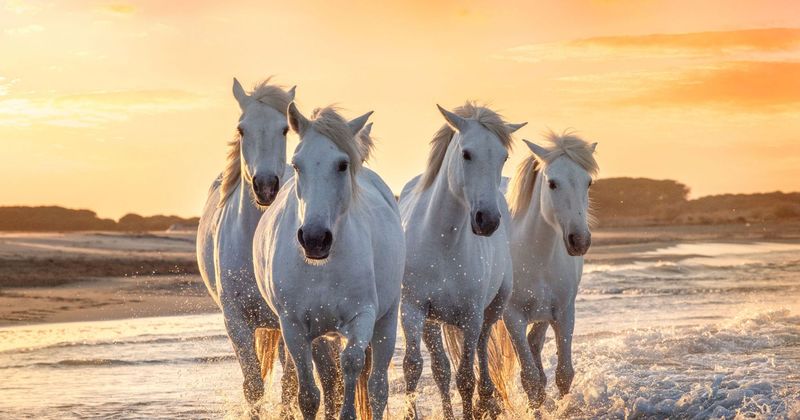 Camargue