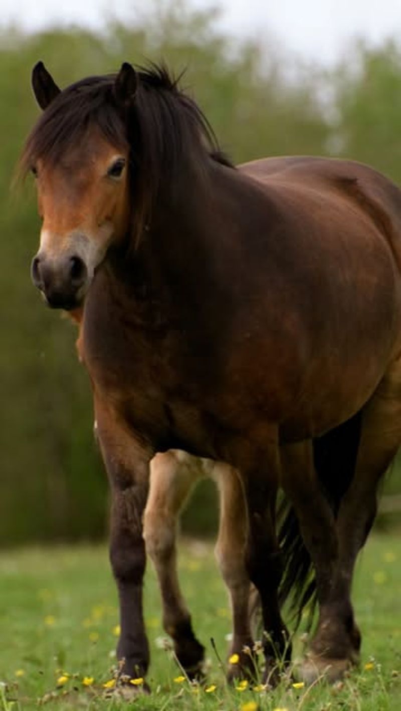 Exmoor Pony