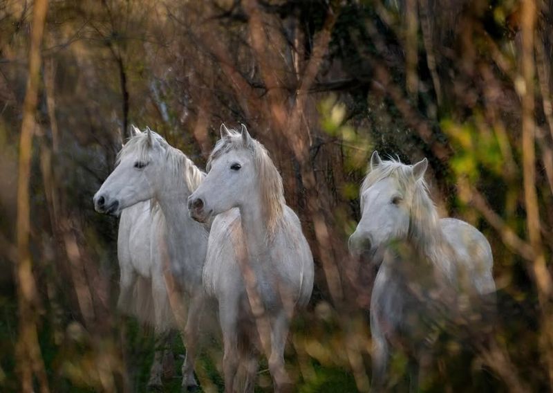 Camargue Horse of the French Marshes