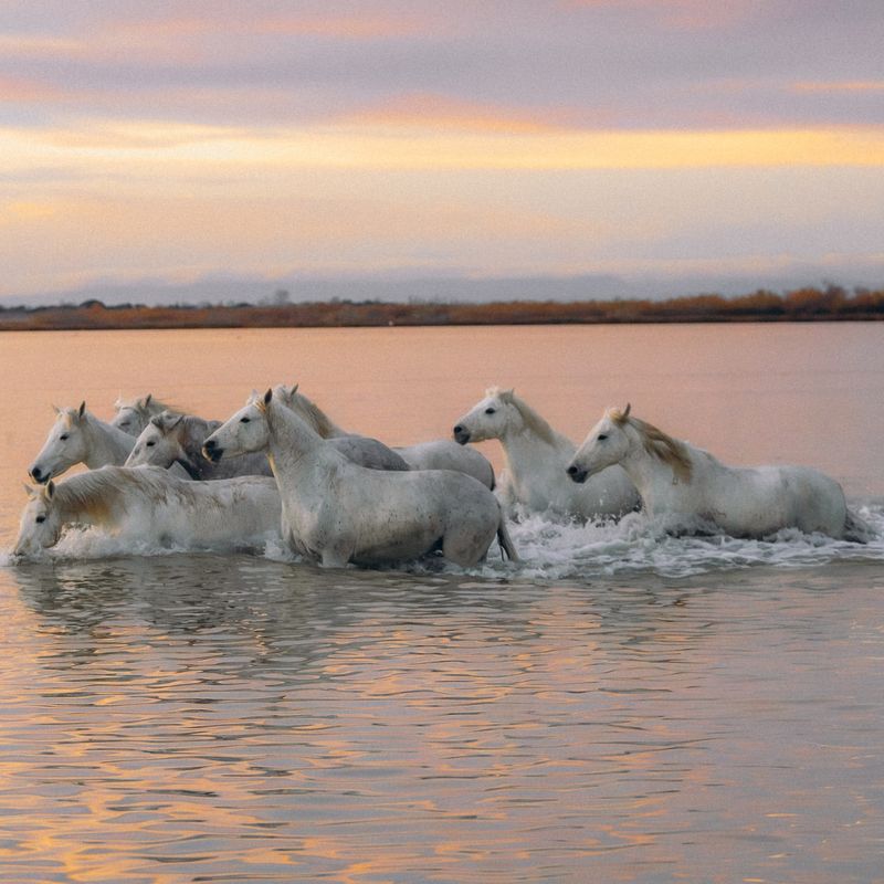 Camargue