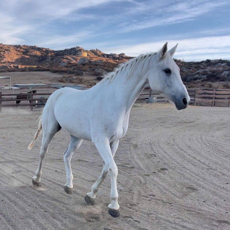 Camarillo White Horse