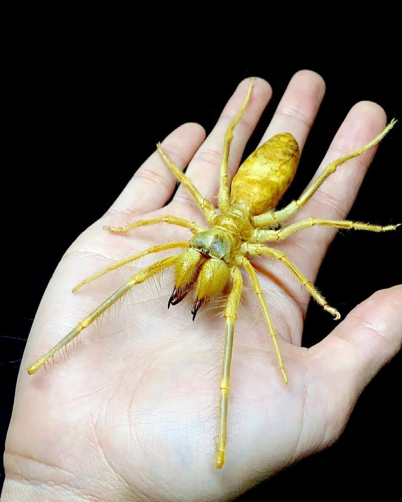 Camel Spider