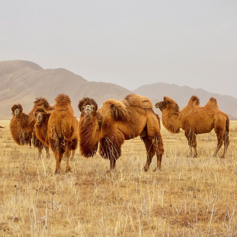 Camels Store Water in Their Humps