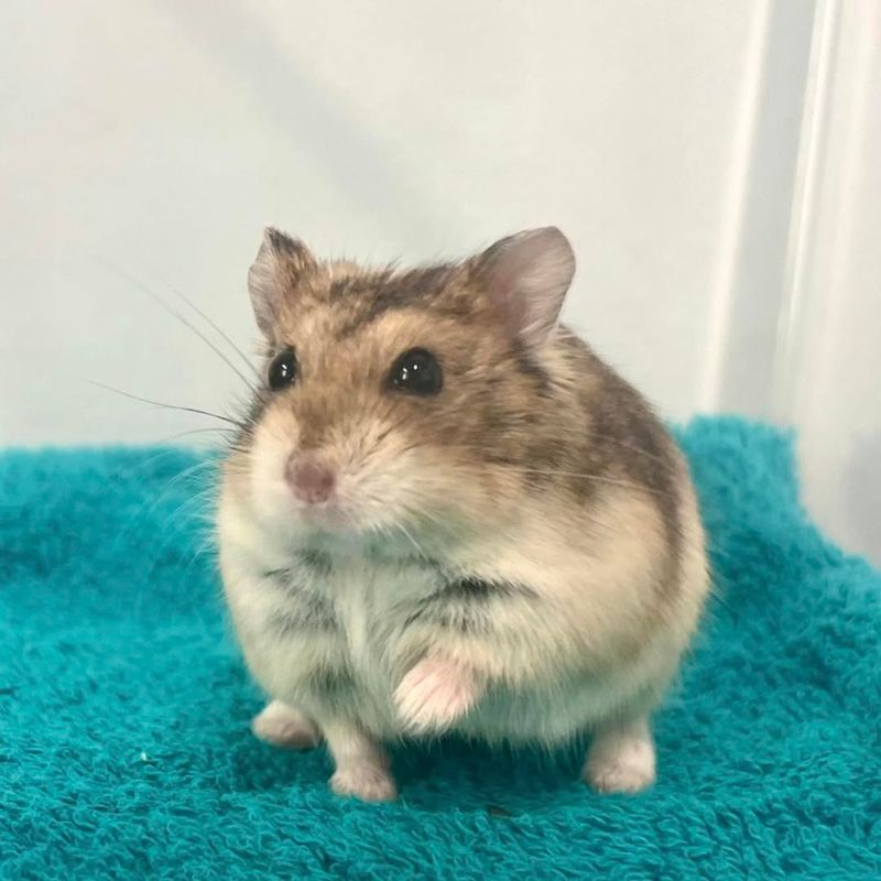 Campbell's Dwarf Hamster