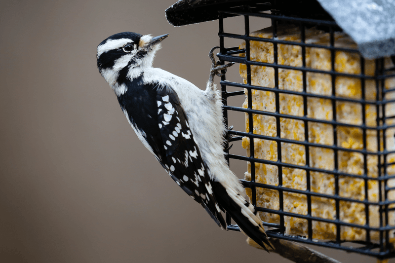 Can Suet Be Used Year-Round?