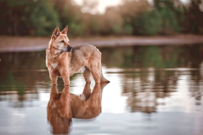 Canaan Dog