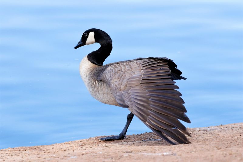 Canada Goose